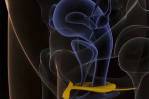 La imagen interna de clitoris